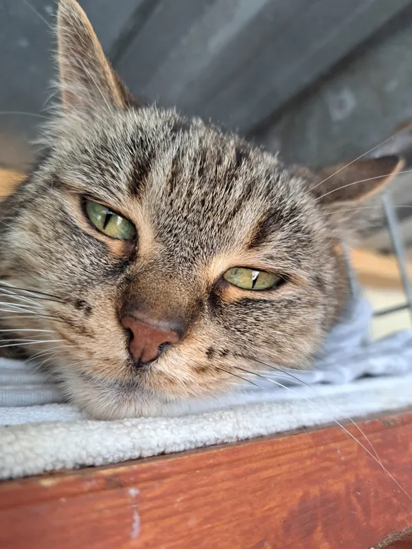 Kot do adopcji, Częstochowa, 27 kwietnia 2024 (5/5)