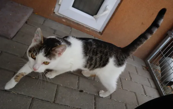 Kot do adopcji, Częstochowa, 27 maja 2024 (3/3)