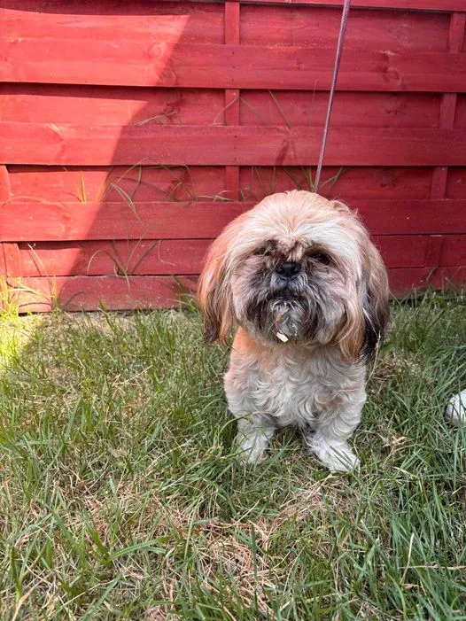 Znaleziono psa, Czartki, 3 lipca 2024