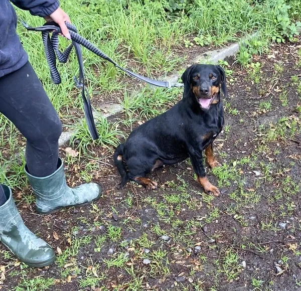 Pies do adopcji, gmina Platerówka, 3 lipca 2024 (2/3)