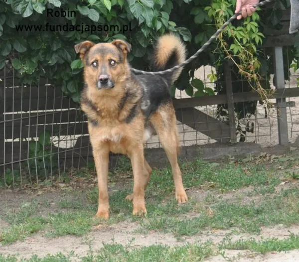 Pies do adopcji, Nowy Dwór Mazowiecki, 3 lipca 2024 (1/5)