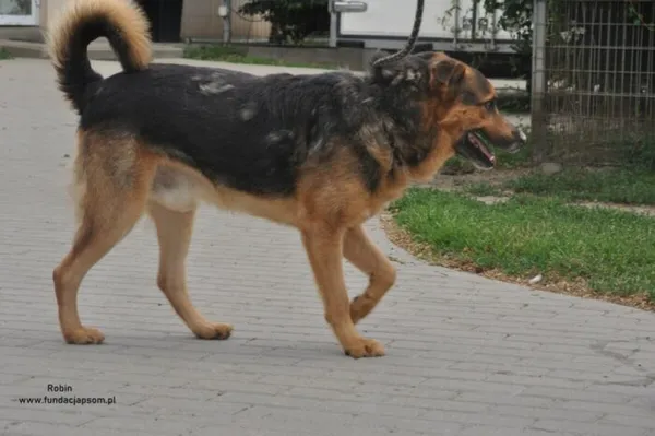 Pies do adopcji, Nowy Dwór Mazowiecki, 3 lipca 2024 (3/5)