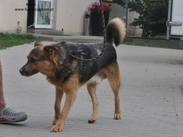 Pies do adopcji, Nowy Dwór Mazowiecki, 3 lipca 2024 (4/5)
