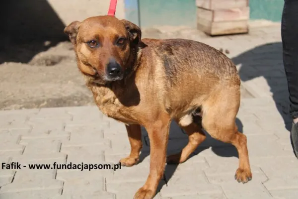 Pies do adopcji, Nowy Dwór Mazowiecki, 17 marca 2025 (1/4)