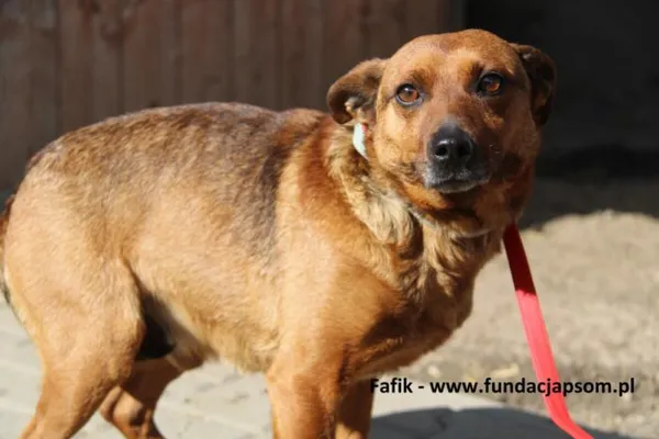 Pies do adopcji, Nowy Dwór Mazowiecki, 17 marca 2025 (2/4)