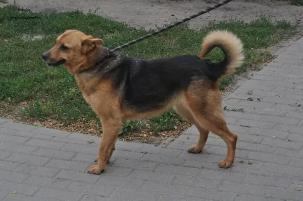 Pies do adopcji, Nowy Dwór Mazowiecki, 3 lipca 2024 (3/5)