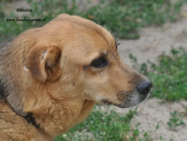 Pies do adopcji, Nowy Dwór Mazowiecki, 3 lipca 2024 (5/5)