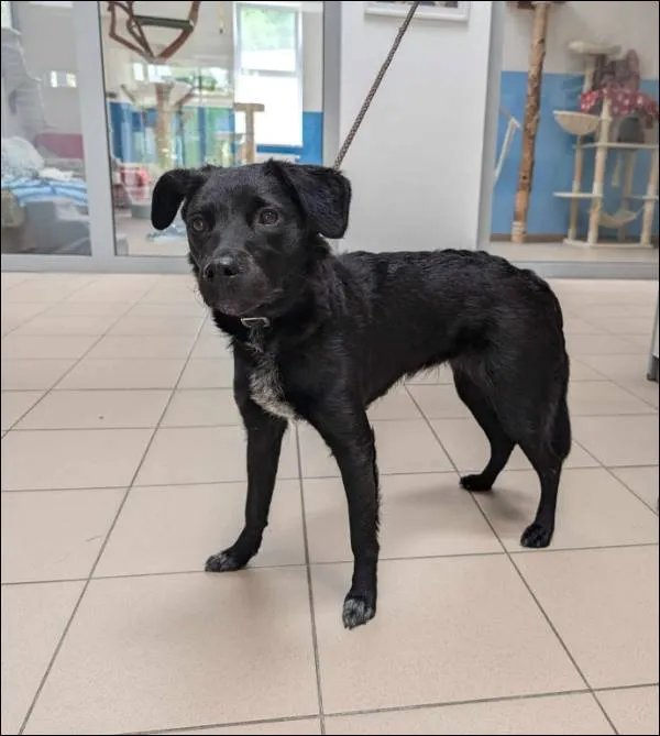 Znaleziono psa, Grudziądz, 3 lipca 2024