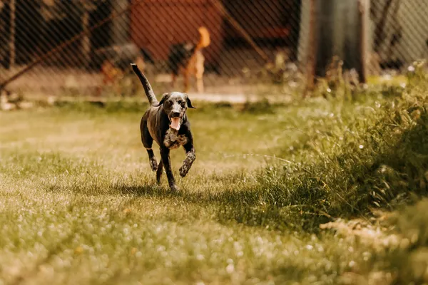 Pies do adopcji, Czartki, 3 lipca 2024 (1/5)