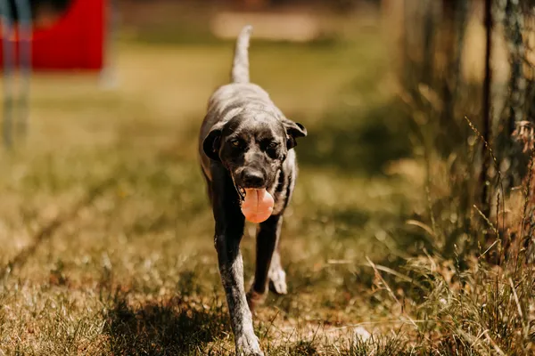 Pies do adopcji, Czartki, 3 lipca 2024 (3/5)