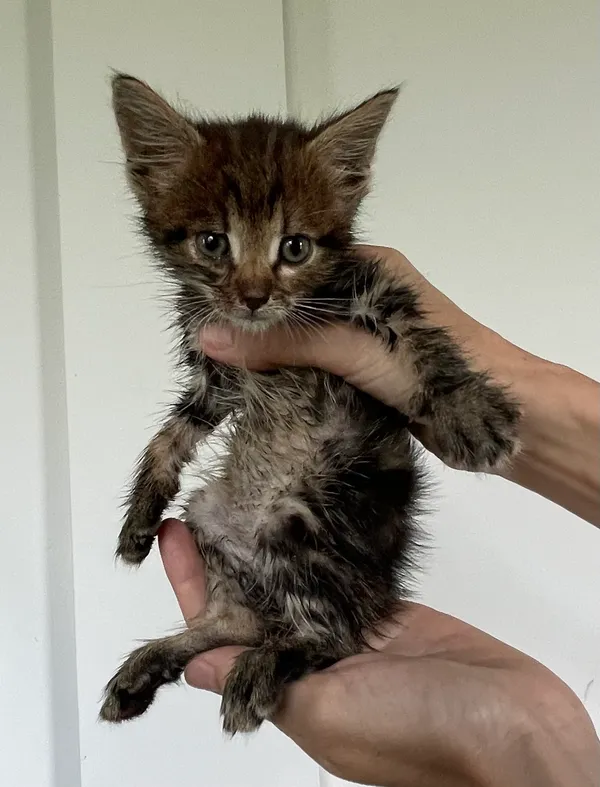 Znaleziono kota, Lublin, 2 lipca 2024