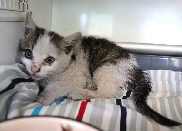 Znaleziono kota, Łódź, 30 czerwca 2024 (1/2)