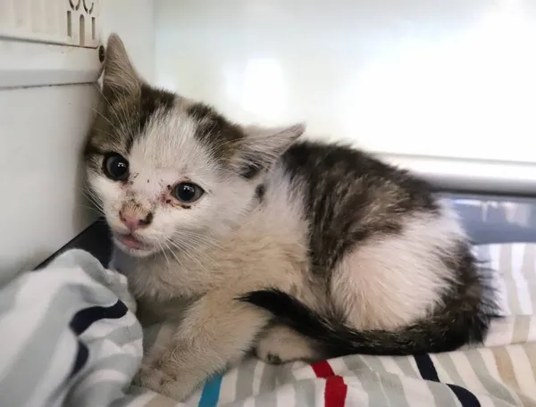 Znaleziono kota, Łódź, 30 czerwca 2024 (2/2)