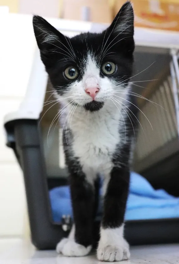 Znaleziono kota, Łódź, 30 czerwca 2024 (1/2)