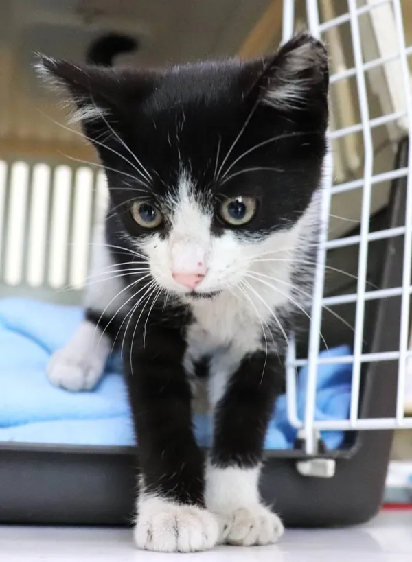 Znaleziono kota, Łódź, 30 czerwca 2024 (2/2)