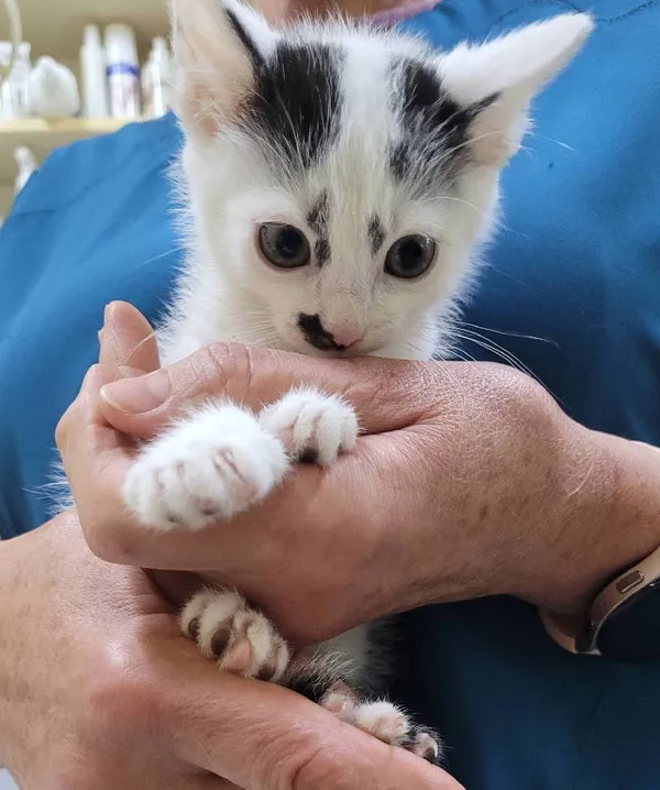 Znaleziono kota, Łódź, 20 czerwca 2024 (1/4)