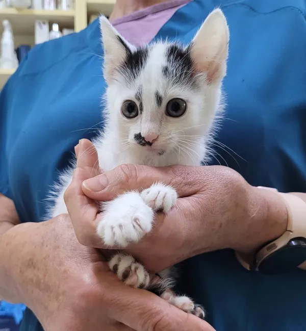 Znaleziono kota, Łódź, 20 czerwca 2024 (4/4)