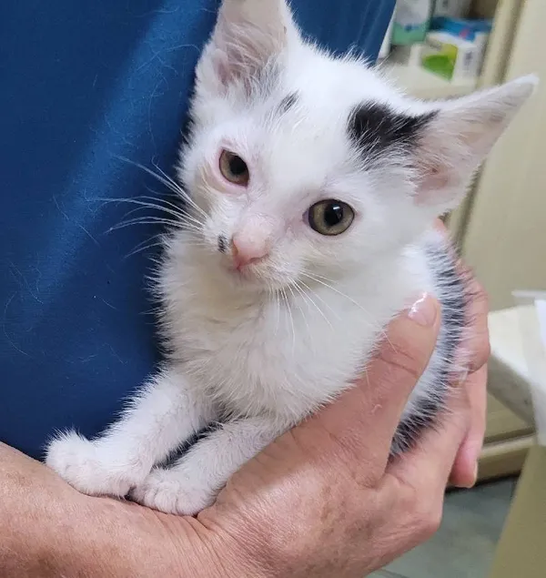 Znaleziono kota, Łódź, 20 czerwca 2024 (2/5)