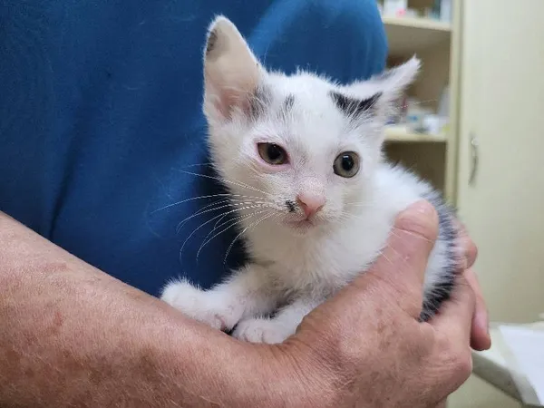 Znaleziono kota, Łódź, 20 czerwca 2024 (4/5)