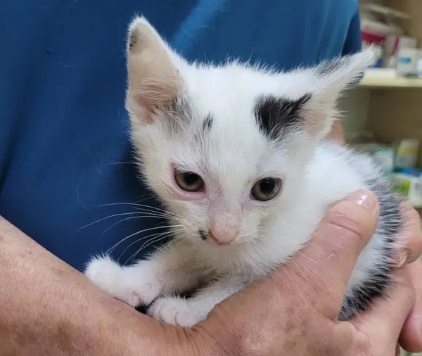 Znaleziono kota, Łódź, 20 czerwca 2024 (5/5)