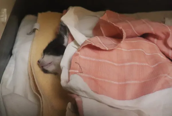 Znaleziono kota, Łódź, 3 lipca 2024 (2/2)