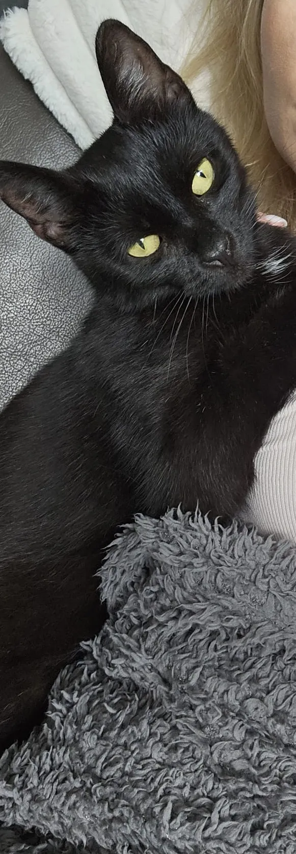 Zaginął kot, Jaczów, 4 lipca 2024 (2/2)