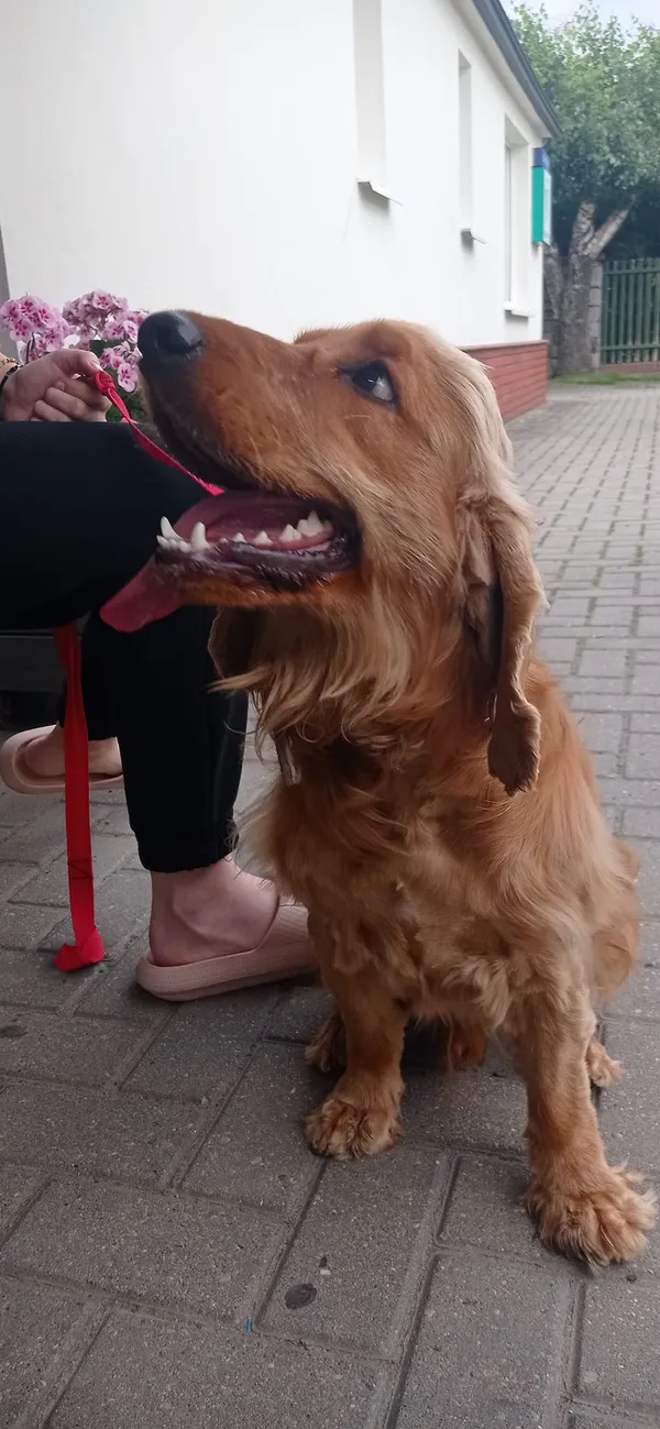 Znaleziono psa, Lublin, Czechów Północny, 4 lipca 2024 (1/4)