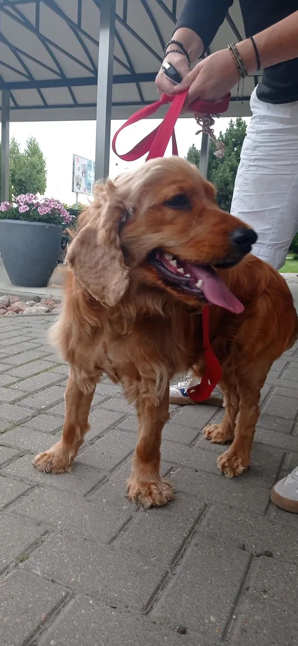 Znaleziono psa, Lublin, Czechów Północny, 4 lipca 2024 (2/4)