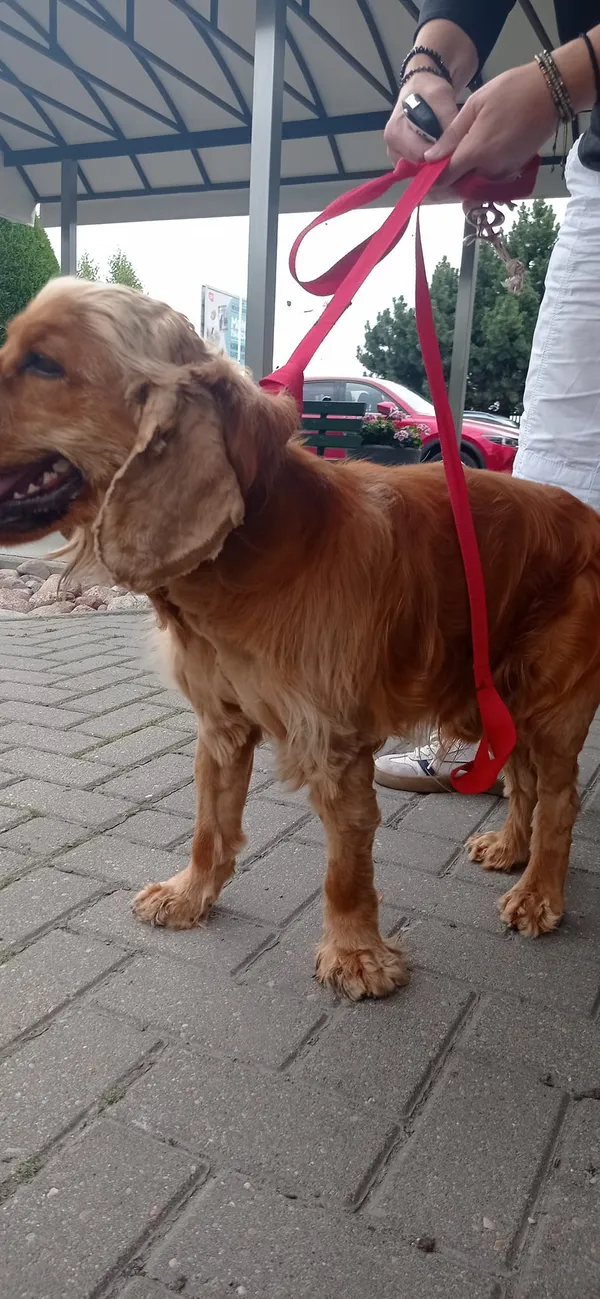 Znaleziono psa, Lublin, Czechów Północny, 4 lipca 2024 (3/4)