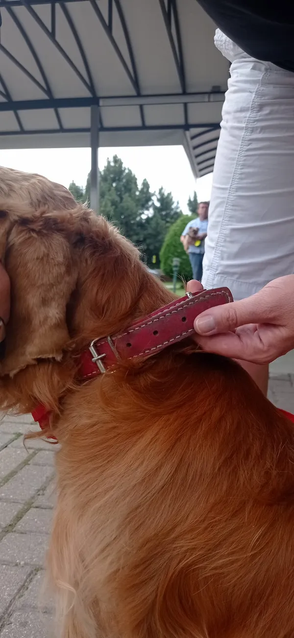 Znaleziono psa, Lublin, Czechów Północny, 4 lipca 2024 (4/4)