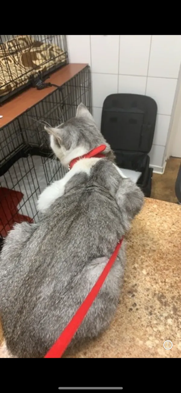 Zaginął kot, Wierzchowiska, 4 lipca 2024 (2/3)