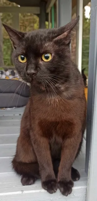 Kot do adopcji, Piła, 20 maja 2024