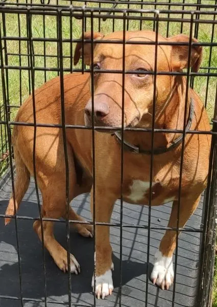 Znaleziono psa, Radom, 3 lipca 2024