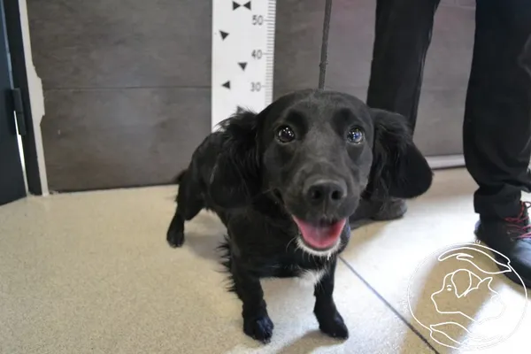 Znaleziono psa, Chełmek, 4 lipca 2024