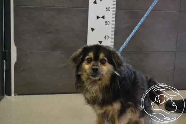 Znaleziono psa, Chełmek, 3 lipca 2024