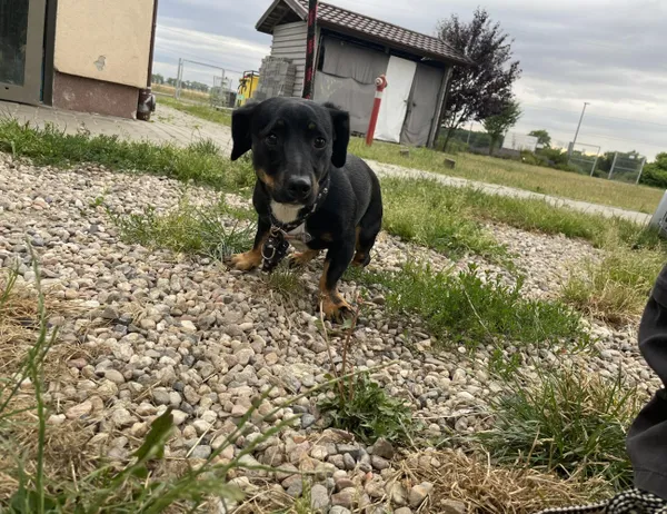 Znaleziono psa, Świdnica, 3 lipca 2024