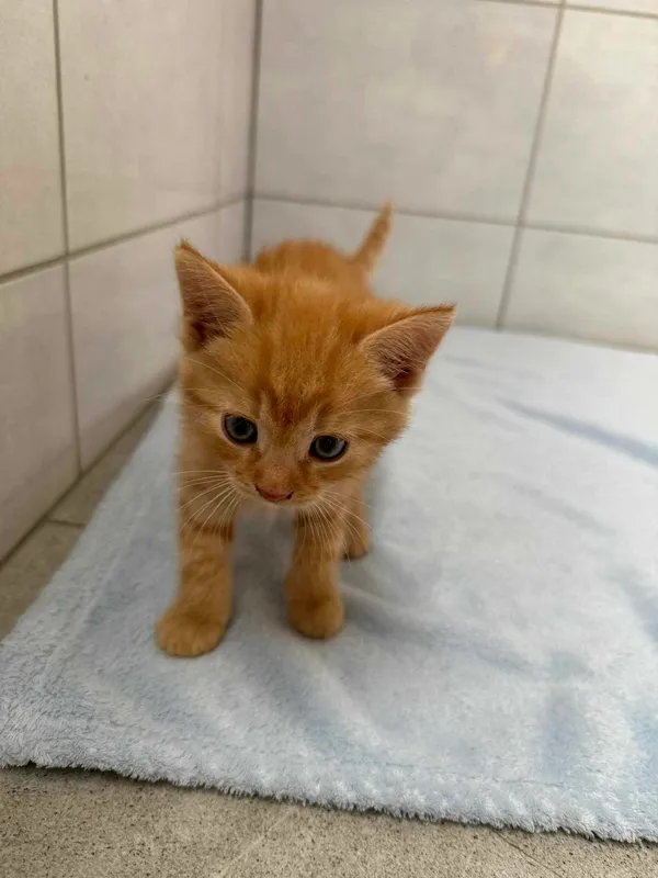 Znaleziono kota, Czartki, 4 lipca 2024