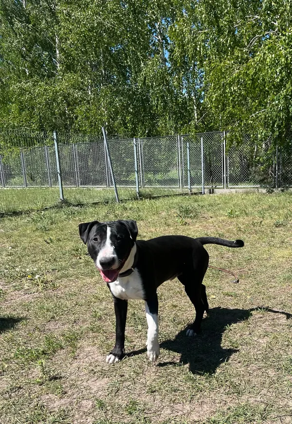 Pies do adopcji, Włocławek, 4 lipca 2024 (1/5)