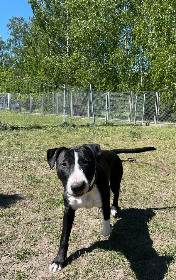 Pies do adopcji, Włocławek, 4 lipca 2024 (2/5)