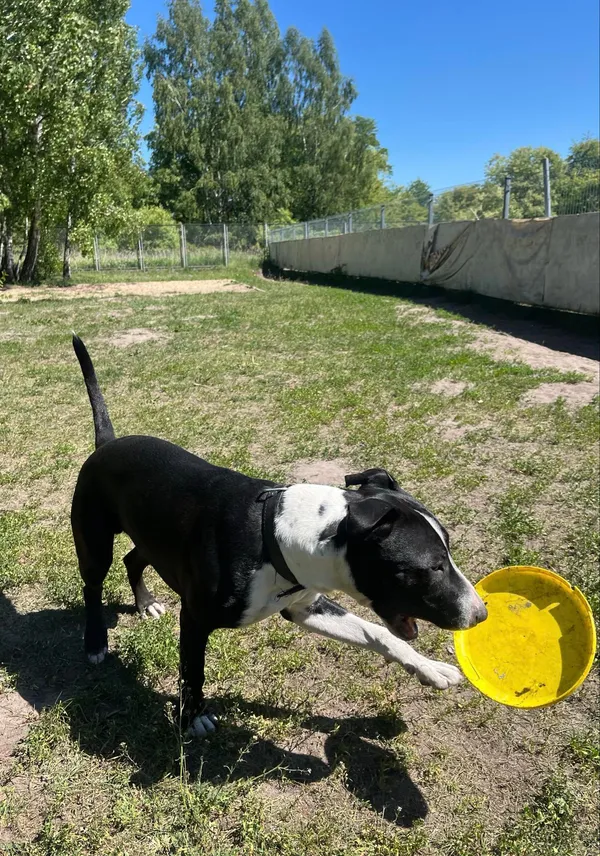 Pies do adopcji, Włocławek, 4 lipca 2024 (3/5)