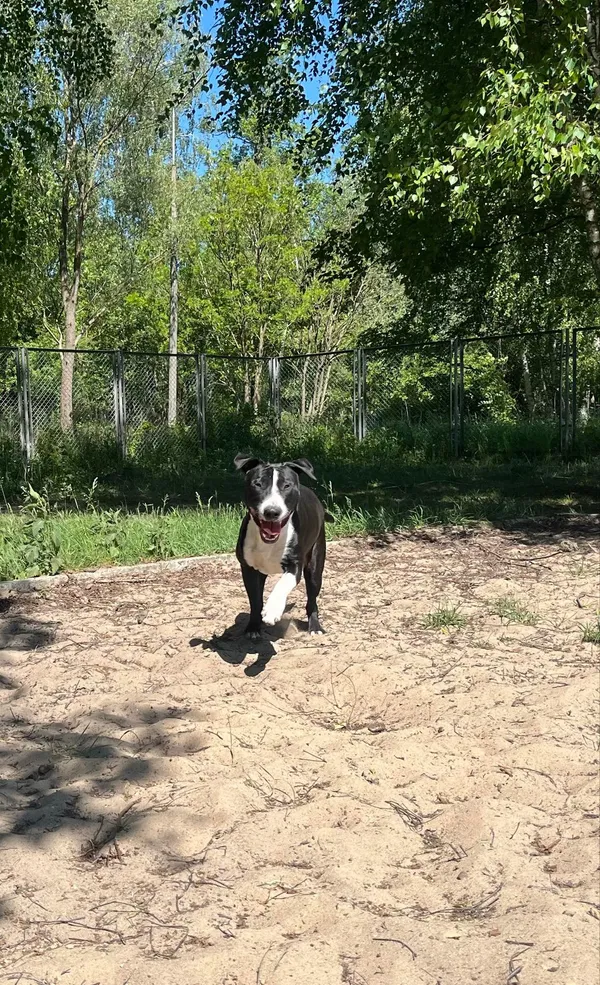 Pies do adopcji, Włocławek, 4 lipca 2024 (5/5)