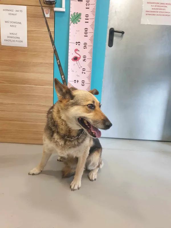 Pies do adopcji, Kielce, 4 lipca 2024