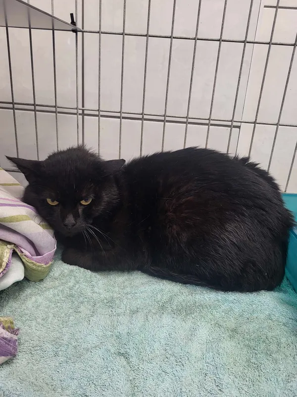 Kot do adopcji, Kielce, 4 lipca 2024