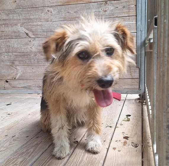 Pies do adopcji, Orzechowce, 4 lipca 2024