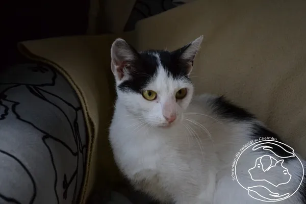 Kot do adopcji, Chełmek, 10 czerwca 2024