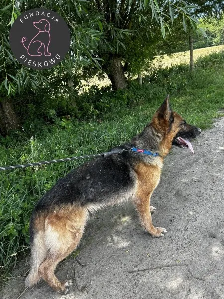 Pies do adopcji, Wolsztyn, 4 lipca 2024