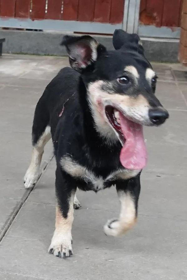 Znaleziono psa, Gdańsk, 5 lipca 2024