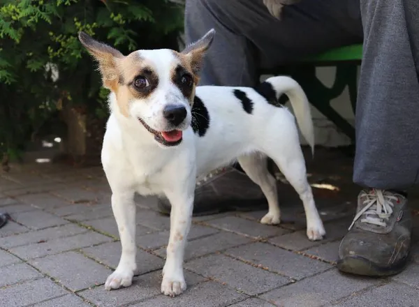 Znaleziono psa, Łódź, 5 lipca 2024 (1/3)