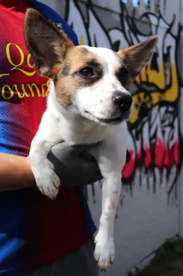 Znaleziono psa, Łódź, 5 lipca 2024 (2/3)