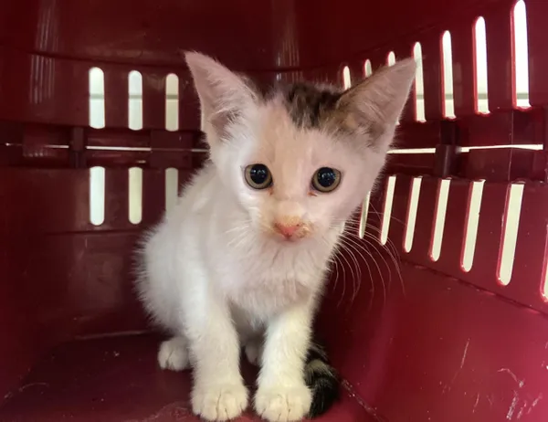 Znaleziono kota, Świdnica, 5 lipca 2024